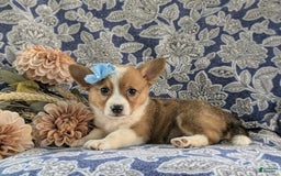 Welsh Corgi Pembroke dogs for sale: Kaelee - Image 2