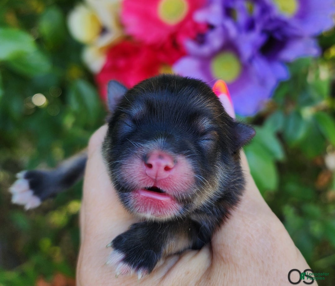 Pomeranian dogs for sale: Elysium - Listing for pets: Nirvana, Valhalla, Elysium - Image 5