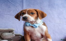 Beagle dogs for sale: Cooper - Image 12