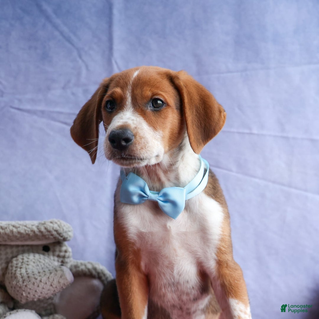 Beagle dogs for sale: Cooper - Image 12