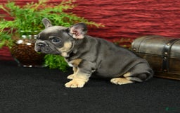 French Bulldog dogs for sale: French Bulldog 3 puppies - Image 10