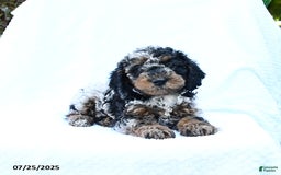 Cockapoo dogs for sale: Cockapoo 8 puppies - Image 7
