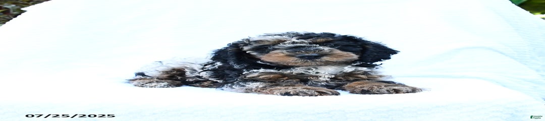 Skipper