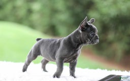 French Bulldog dogs for sale: Violet - Image 1