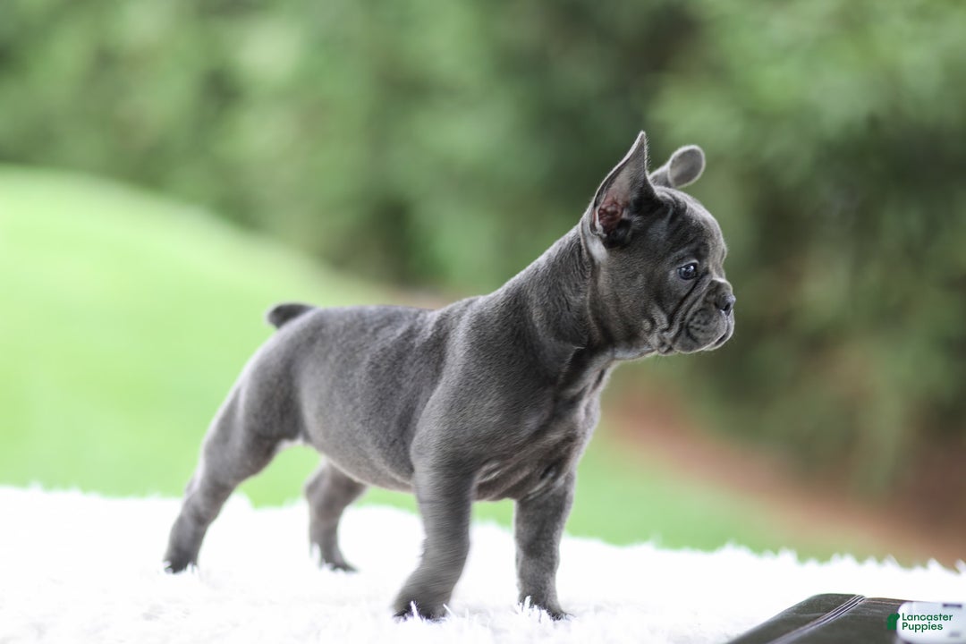 French Bulldog dogs for sale: Violet - Image 1
