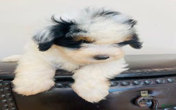 Mini Bernedoodle dogs for sale: Nutter Butter - Image 1