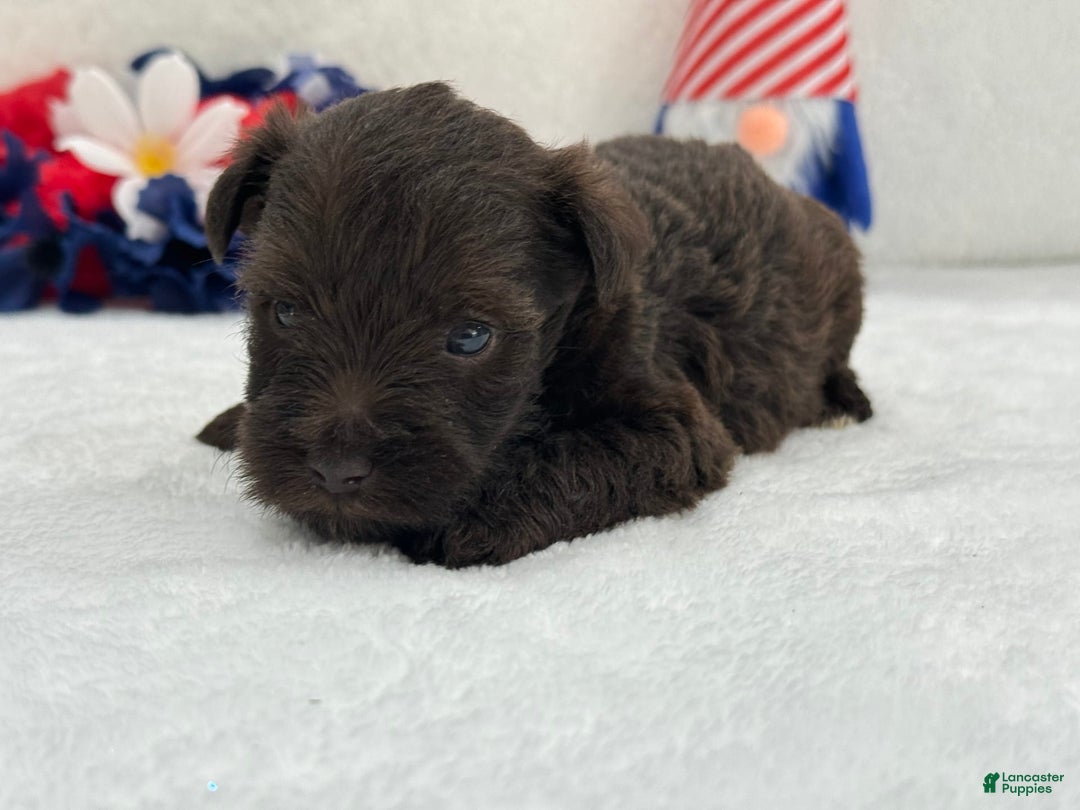 Miniature Schnauzer dogs for sale: Fancy Female 1 Akc Liver Color - Image 2