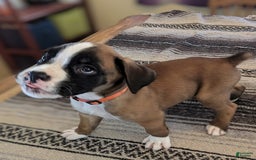 Boxer dogs for sale: Tabasco - Image 1