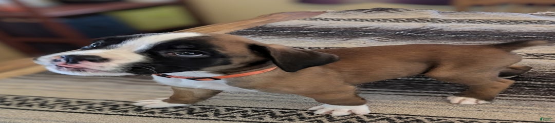 Tabasco