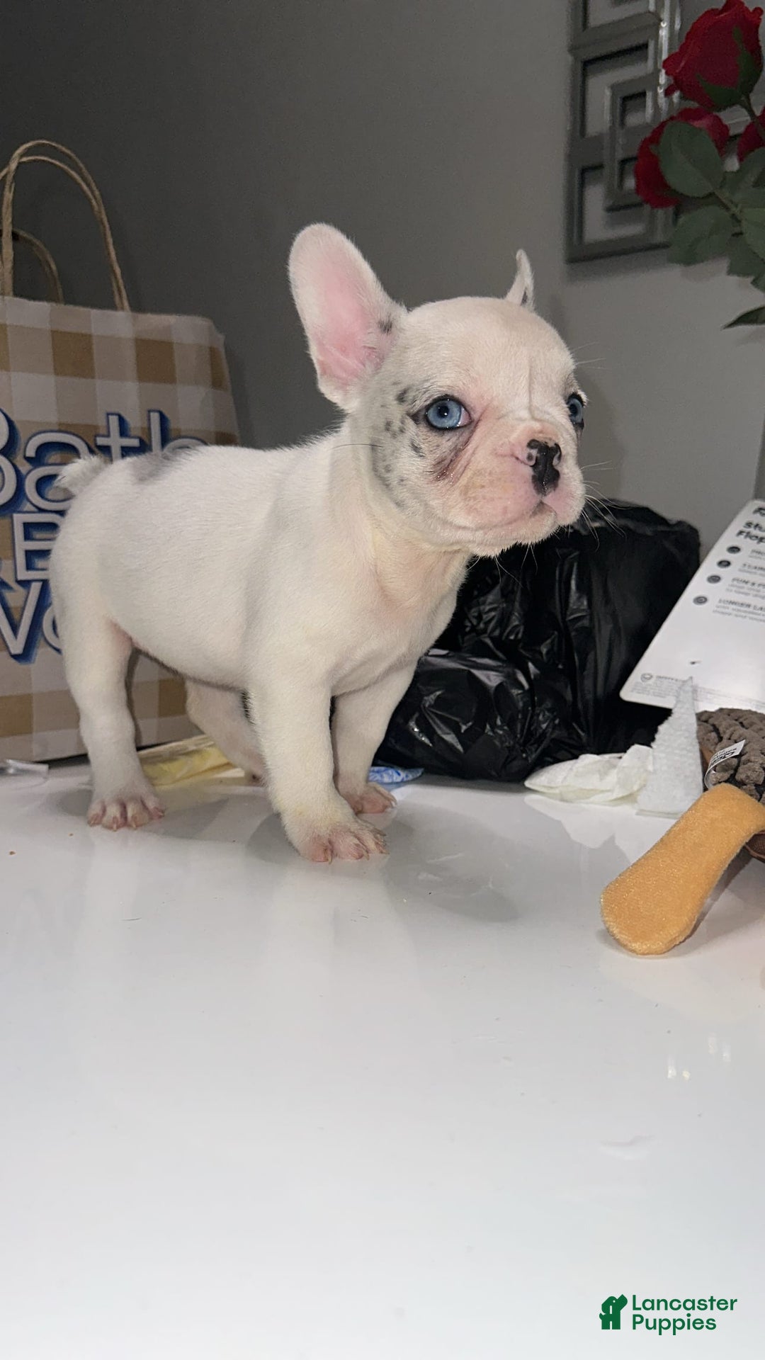 French Bulldog dogs for sale: Barbie - Image 7