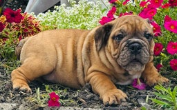 English Bulldog dogs for sale: Andrew - Image 3