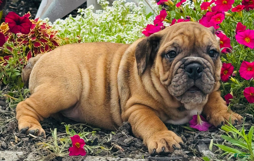 English Bulldog dogs for sale: Andrew - Image 3