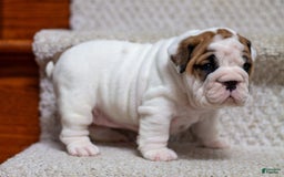 English Bulldog dogs for sale: Lola - Image 3