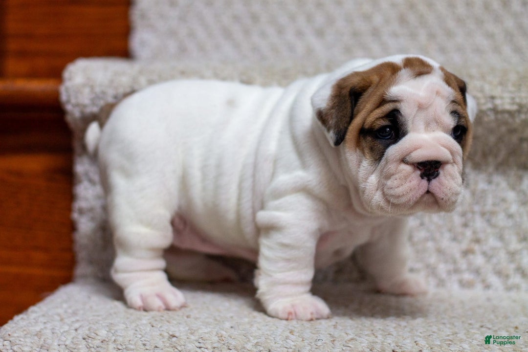 English Bulldog dogs for sale: Lola - Image 3