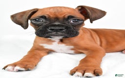 Boxer dogs for sale: Draco - Image 5
