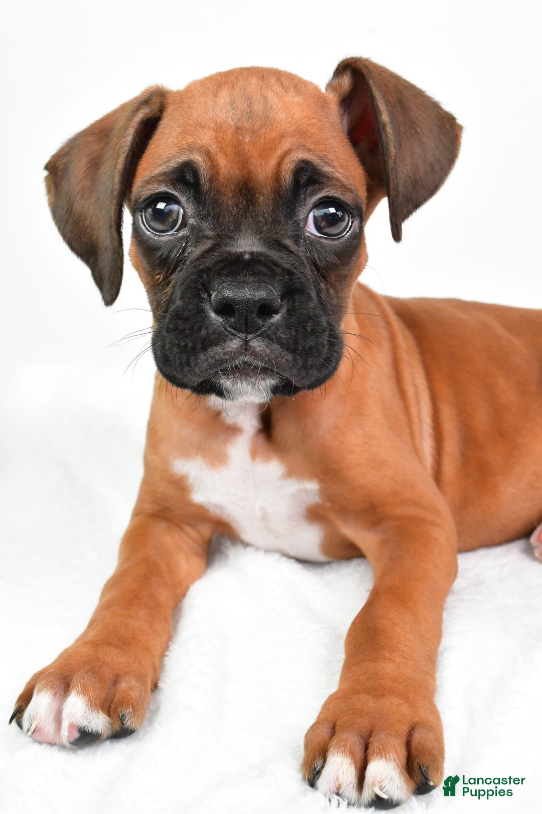 Boxer dogs for sale: Draco - Image 5