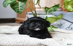 Havapoo dogs for sale: House Raised Billy - Image 3
