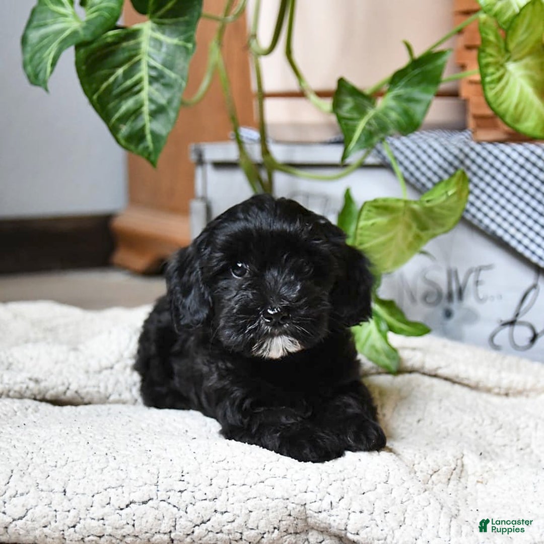Havapoo dogs for sale: House Raised Billy - Image 3