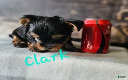 Yorkshire Terrier dogs for sale: Clark - Image 6