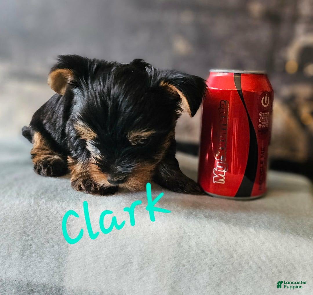 Yorkshire Terrier dogs for sale: Clark - Image 6
