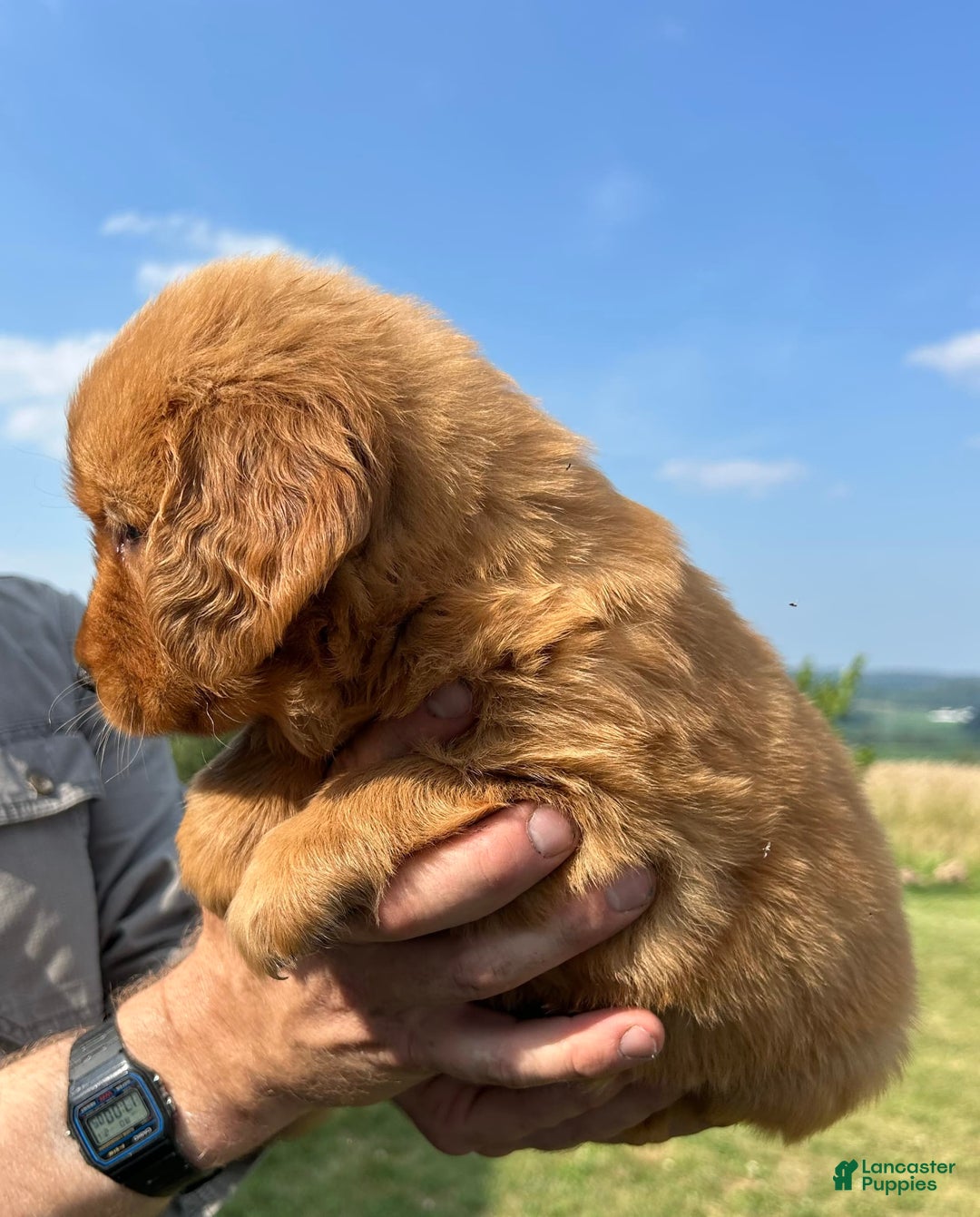 Golden Retriever dogs for sale: Honey - Image 9