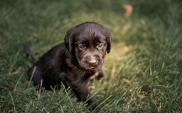 Goldador dogs for sale: Yellow - Image 11
