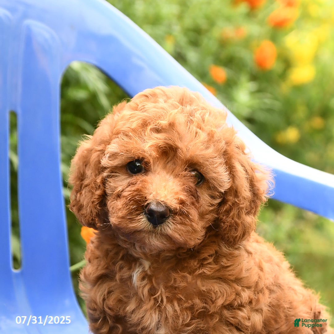 Toy Poodle dogs for sale: Jill - Image 2