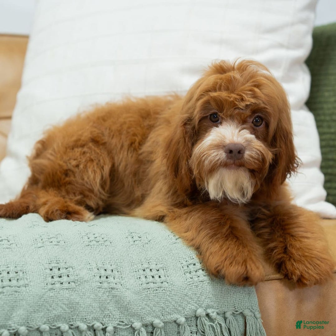 Cavapoo dogs for sale: Natalie - Image 4