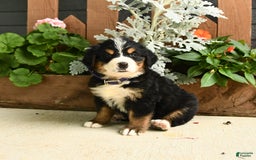 Bernese Mountain Dog dogs for sale: Molly - Image 1