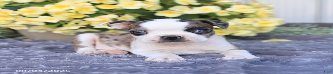 Herman