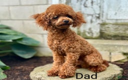 Mini Goldendoodle dogs for sale: Cori - Image 14