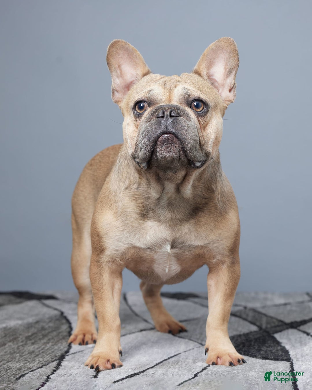 French Bulldog dogs for sale: Mario - Image 10