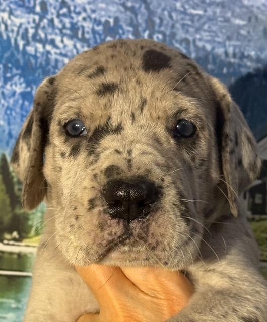 Great Dane dogs for sale: Kevin - Black Merle - Image 2
