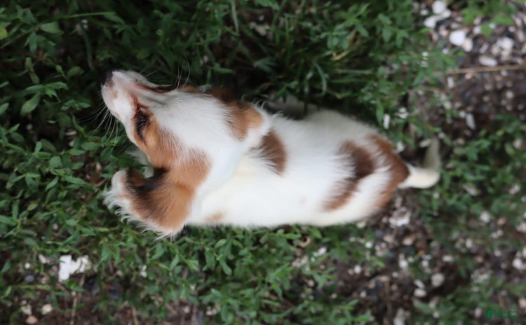Miniature Dachshund dogs for sale - Ad 3