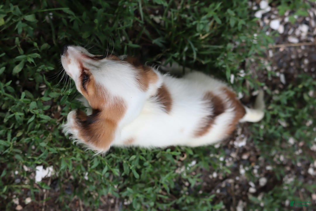 Miniature Dachshund dogs for sale: Daisy - Image 3