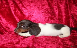 Miniature Dachshund dogs for sale: Chloe Mini - Image 3