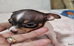 Chihuahua dogs for sale: Spunky - Image 7
