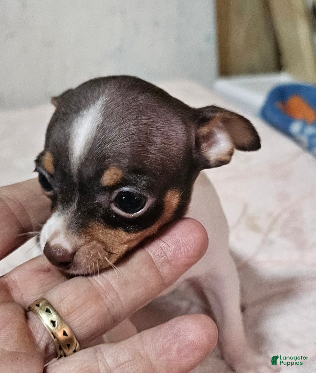 Chihuahua dogs for sale: Spunky - Image 7