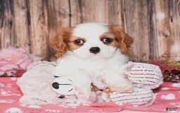 Cavalier King Charles Spaniel dogs for sale: Jordan - Image 7