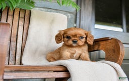 Cavalier King Charles Spaniel dogs for sale: Sweetie - Image 6