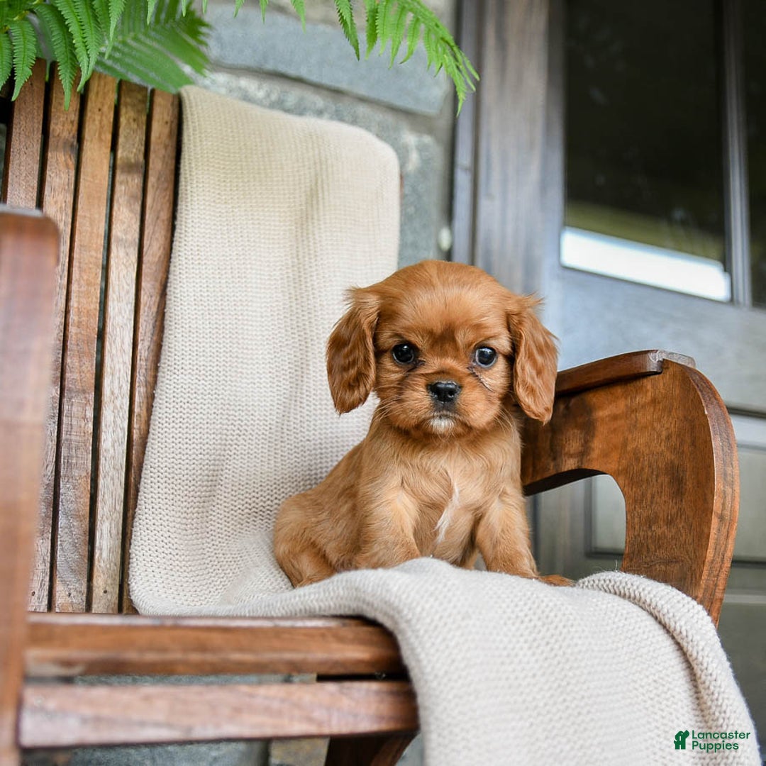 Cavalier King Charles Spaniel dogs for sale: Sweetie - Image 6