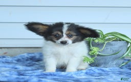 Papillon dogs for sale: Milo - Image 3