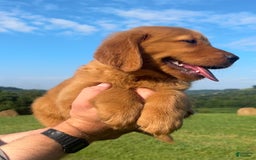 Golden Retriever dogs for sale: Chief - Image 10