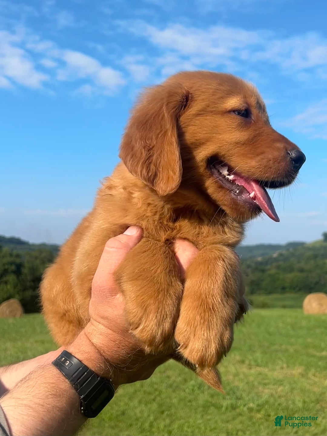 Golden Retriever dogs for sale: Chief - Image 10