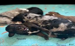 Bernedoodle dogs for sale: Merle Girl A - Image 3