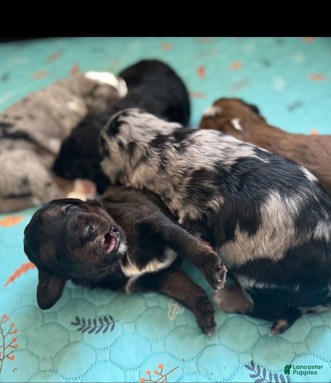 Bernedoodle dogs for sale: Merle Girl A - Image 3