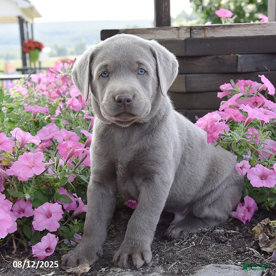 Labrador Retriever dogs for sale: Carl - Image 6