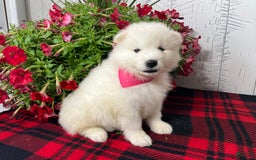 Samoyed dogs for sale: Perla - Image 5