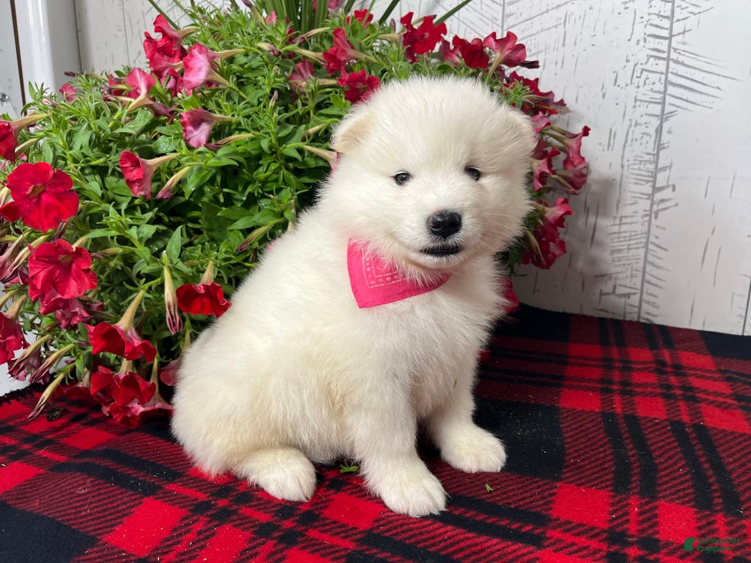 Samoyed dogs for sale: Perla - Image 5