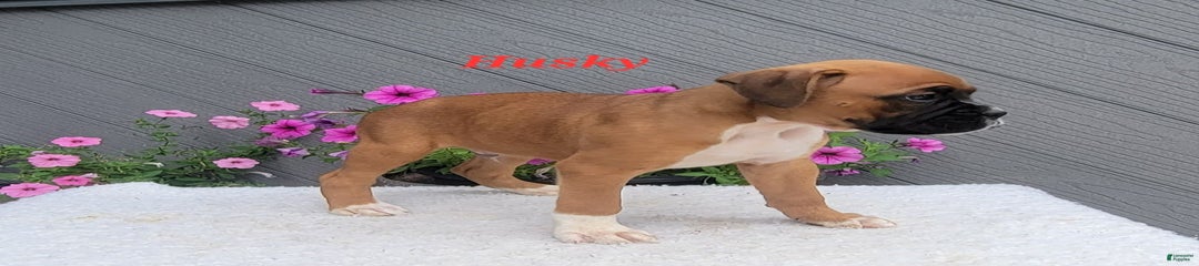 Husky